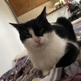 Photo de chat perdu à Uzeste