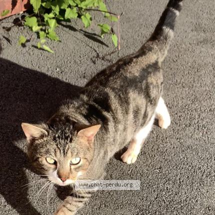 Chat Trouve A Nogent Sur Oise Montataire Chat Perdu France Chat Trouve A Nogent Sur Oise Montataire Chat Perdu France