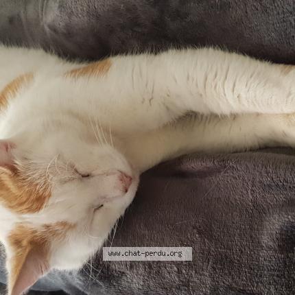 Photo 1/1 Chat retrouvé Perdu à Biarritz