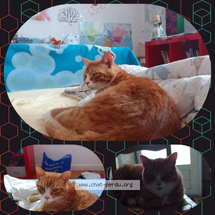 Photo de chat perdu à Plouzane