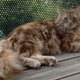 Photo de chat perdu à Lagarrigue