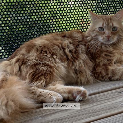 Photo de chat perdu à Lagarrigue