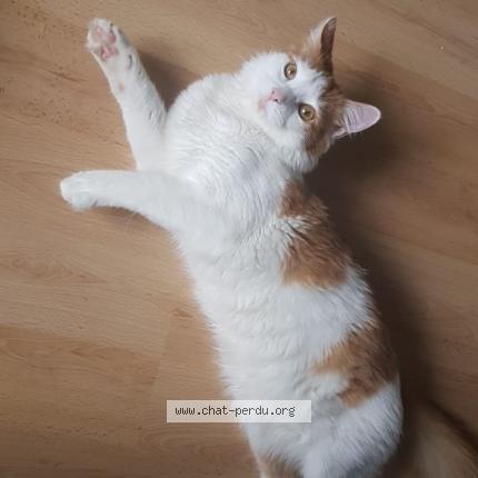 Photo de chat perdu à Moissy Cramayel