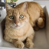 Chat Perdu Ou Trouve Arc Les Gray Haute Saone 70 France