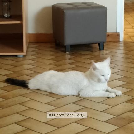 Photo de chat perdu à Migre