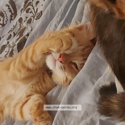 Photo de chat perdu à Moinville La Jeulin