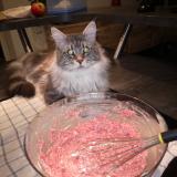 Photo de chat perdu à Illzach