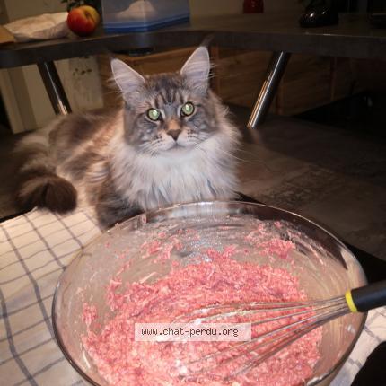 Photo 1/1 Chat retrouvé Perdu à Illzach