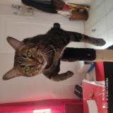 Photo de chat perdu à Muret