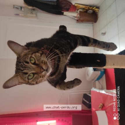 Photo 1/1 Chat retrouvé Perdu à Muret