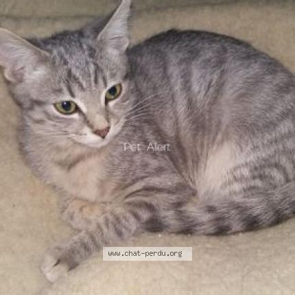 Photo 1/1 Microbe Chat perdu à Bining