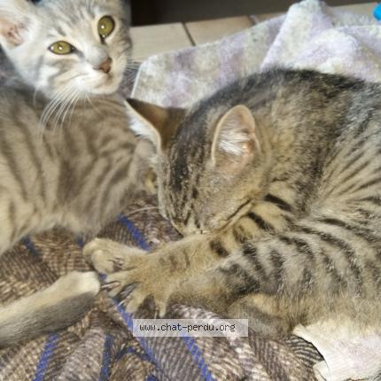 Photo 1/1 Tonton Chat perdu à Bining