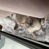 Photo de chat perdu à Massy