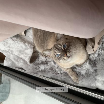 Photo 1/1 Chat retrouvé Perdu à Massy