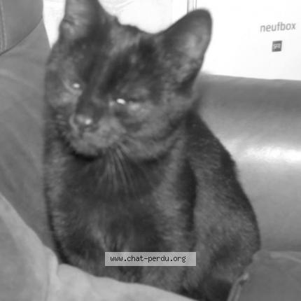 Photo 1/1 Mimi Chat perdu à Bining