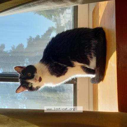 Photo 1/1 Chat retrouvé Perdu à Cranbrook