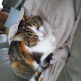 Photo de chat perdu à Assevent