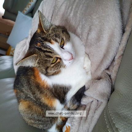 Photo de chat perdu à Assevent