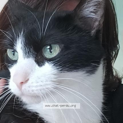 Photo 1/1 Chat retrouvé Perdu à Halluin