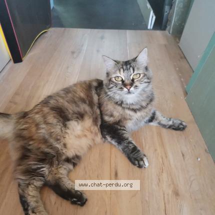 Photo 1/1 Chat retrouvé Perdu à Aubagne