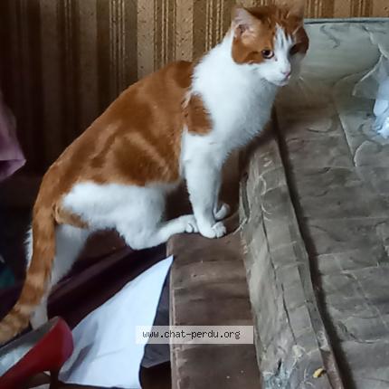 Photo 1/1 Chat retrouvé Perdu à Caen