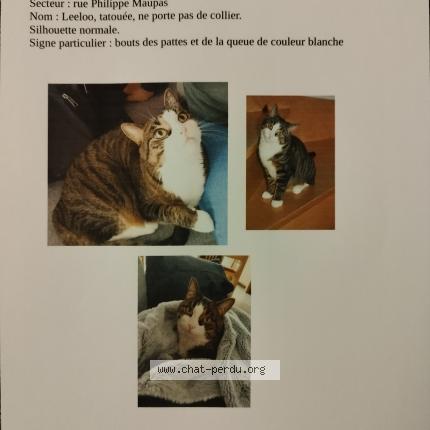 Photo 1/1 Chat retrouvé Perdu à La riche