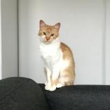 Photo de chat perdu à Saint Brieuc