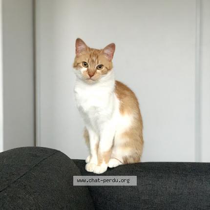 Photo 1/1 Chat retrouvé Perdu à Saint brieuc