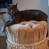 Photo de chat perdu à Palaiseau