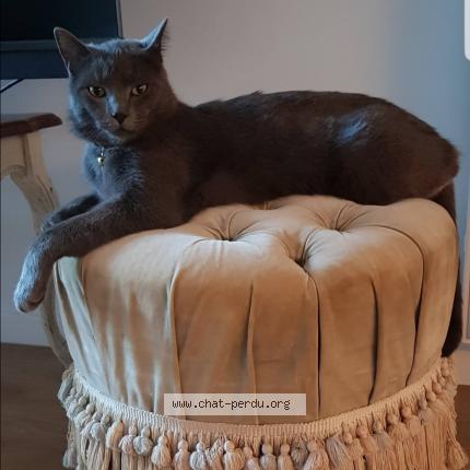Photo 1/1 Chat retrouvé Perdu à Palaiseau
