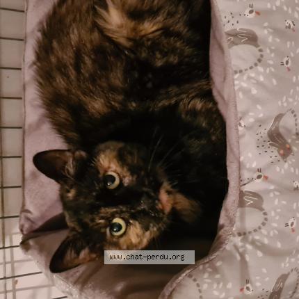 Photo 1/1 Chat retrouvé Trouvé à Breuil en vexin