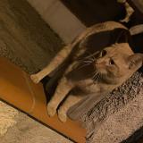 Photo de chat trouvé à Toulouse