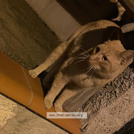 Photo 1/1 Chat retrouvé Trouvé à Toulouse