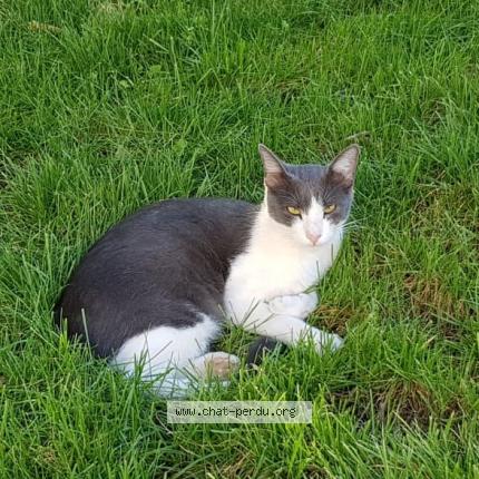 Photo de chat perdu à Castelnau Le Lez