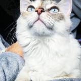 Photo de chat perdu à St Jean En Royans