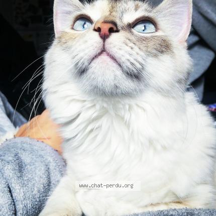 Photo 1/1 Chat retrouvé Perdu à St jean en royans