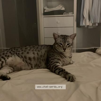 Photo de chat perdu à Frejus