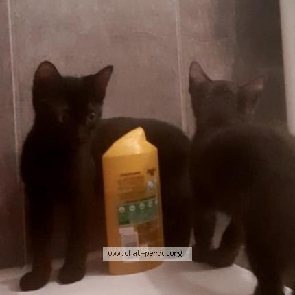 Photo de chat perdu à Pont A Mousson