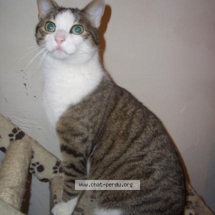 Photo 1/1 Chat retrouvé Perdu à Mainsat