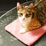 Photo de chat perdu à Chatillon Coligny