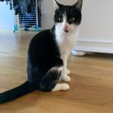 Photo de chat trouvé à Annecy