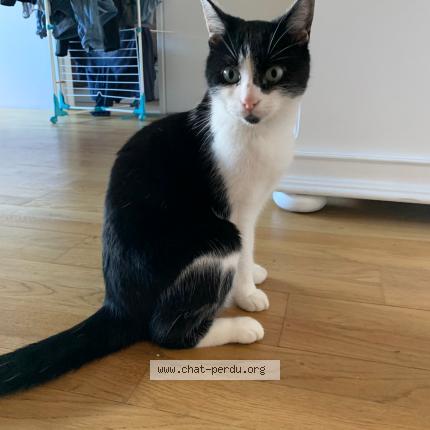 Photo 1/1 Chat retrouvé Trouvé à Annecy