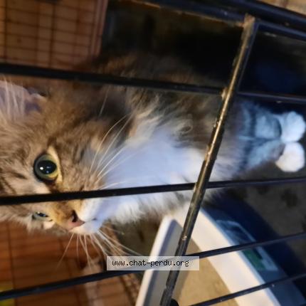 Photo 1/1 Chat retrouvé Trouvé à 17700 surgeres