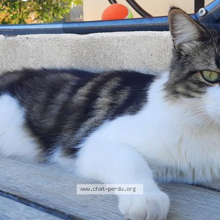 Photo 1/1 Chat retrouvé Perdu à Saussan