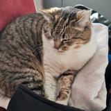 Photo de chat perdu à Metz Tessy