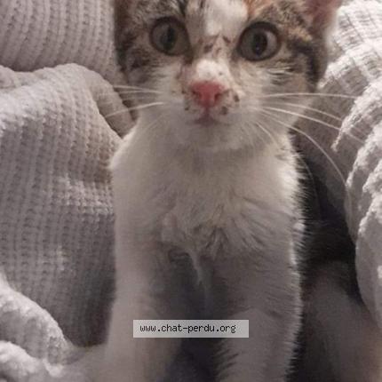 Photo 1/1 Chat retrouvé Trouvé à Tours