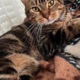 Photo de chat perdu à Paris