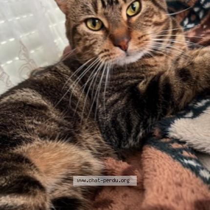 Photo 1/1 Chat retrouvé Perdu à Paris