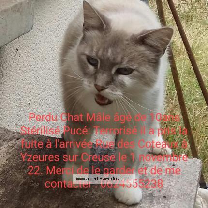Photo 1/1 Beyaz Chat perdu à Yzeures sur creuse