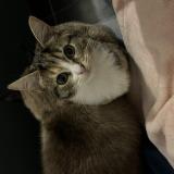 Photo de chat perdu à Le Plessis Bouchard